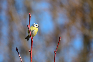Blaumeise (Cyanistes caeruleus) in der Morgensonne