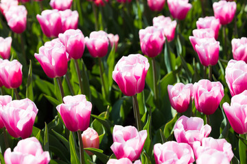 blühendes Tulpenfeld in den Niederlanden im Frühling