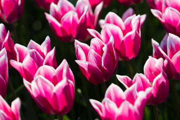 Fototapeta premium blühendes Tulpenfeld in den Niederlanden im Frühling