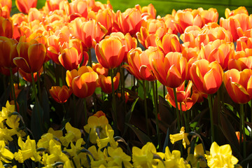 blühendes Tulpenfeld in den Niederlanden im Frühling