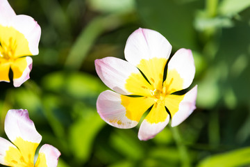 blühendes Tulpenfeld in den Niederlanden im Frühling
