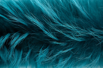 Texture of long-haired Arctic Fox fur, sea wave color. Close up. Background, Wallpaper. Natural fur, dyed. Fur farming.