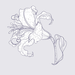 Asian Lily Flower
