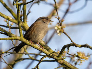 A dunnock (Prunella modularis) in the Beddington Farmlands Nature Reserve, Sutton, London.