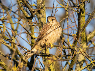A common kestrel (Falco tinnunculus) in the Beddington Farmlands Nature Reserve, Sutton, London.