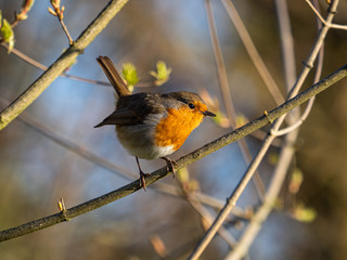 A robin (Erithacus rubecula) in the Beddington Farmlands Nature Reserve, Sutton, London.