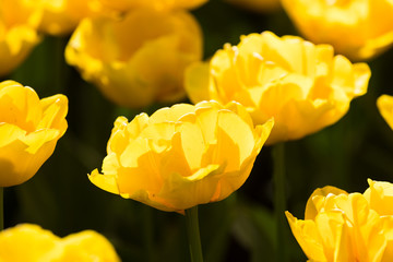 blühendes Tulpenfeld in den Niederlanden im Frühling