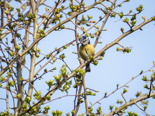 A blue tit (Cyanistes caeruleus) seen on Mitcham Common in Sutton, London.