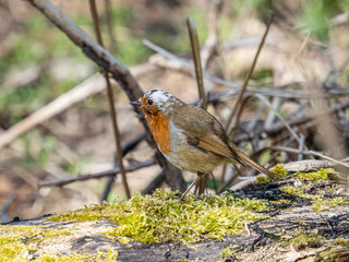 A eurasian robin (Erithacus rubecula) with partial leucism, seen in Beddington Park in Sutton, London.