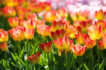 blühendes Tulpenfeld in den Niederlanden im Frühling