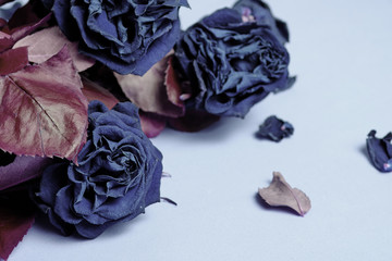 Obraz premium Bouquet of colored, wilted, blue roses with red foliage.