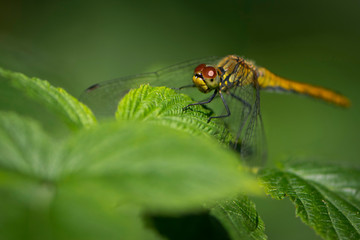 

dragonfly sits on a green plant