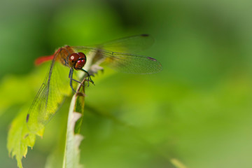 dragonfly sits on a green plant
