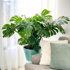 monstera deliciosa plant in the living room - obrazy, fototapety, plakaty