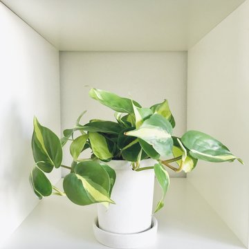 Green Philodendron Brasil Plant In A Pot