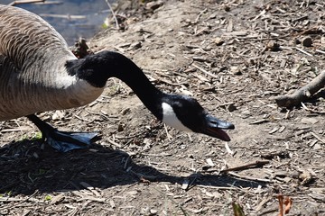 kanadyjskie gęsi © Iwona