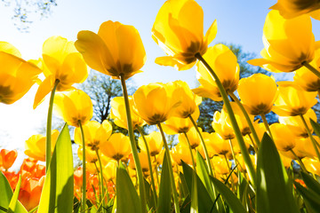 bl&uuml;hendes Tulpenfeld in den Niederlanden im Fr&uuml;hling