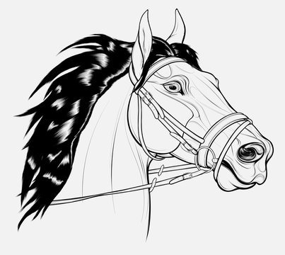 Linear portrait of a horse dressed in English bridle with a snaffle bit. Stallion pricked up its ears and stared ahead warily with flared nostrils. Vector emblem for equestrian goods, coloring books.