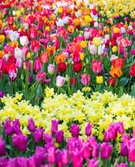 blühendes Tulpenfeld in den Niederlanden im Frühling