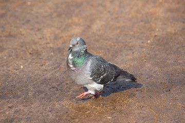 pigeon on the sand