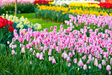 blühendes Tulpenfeld in den Niederlanden im Frühling