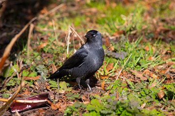 Bird rook sits in grass and watches