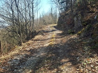 Hidden path in the forest