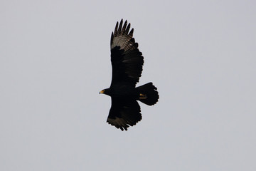 Adler in der Karoo in Südafrika