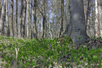 Young sprouts growing on the forest ground