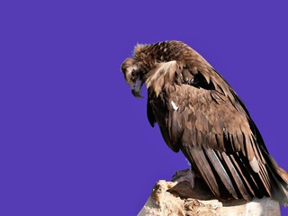 Vulture bowed his head while sitting on a log
