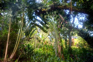 palm trees in the morning sun