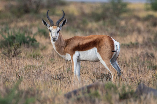 Springbock in der Camdeboo Game Viewing Area