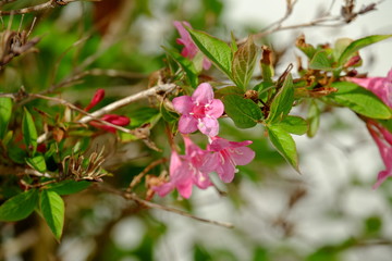 Some flowers in le Pouliguen in the end of march 2020.