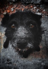 cute old black stray dog ​​with brown eyes sitting on the rocks looking into the camera