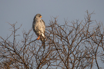 Habicht in der südafrikanischen Karoo