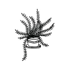 Interior illustartion with decorative fern in the floralpot. Eco botanical illustration for T-Shirt, bags, etc. print. Isolated on the white background hand drawn vector illustration. Indoor plant.