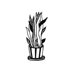 Interior illustartion with decorative sansevieria in the floralpot. Eco botanical illustration for T-Shirt, bags, etc. print. Isolated on the white background hand drawn vector illustration. 