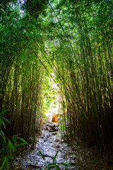 Obraz premium footpath in the bamboo forest