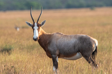 Naklejka na ściany i meble Oryx Antilope in der Karoo Halbwüste