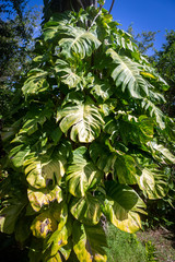 Obraz premium tropical jungle pothos plant - Epipremnum aureum