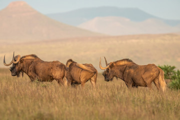 Büffelherde in der Karoo in Südafrika