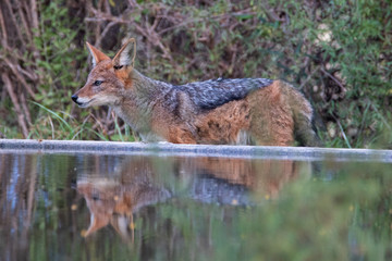 Schabrackenschakal im Camdeboo Nationalpark