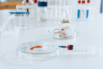 selective focus of white mouse near syringe, petri dish with blood sample and containers with medicines