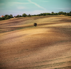 Obraz premium Lonely tree on an empty brown plowed field