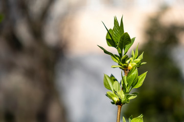 green bamboo leaves