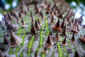 Tree bark closeup