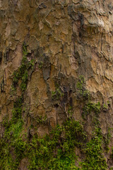 Tree bark texture