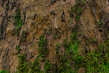 Tree bark texture