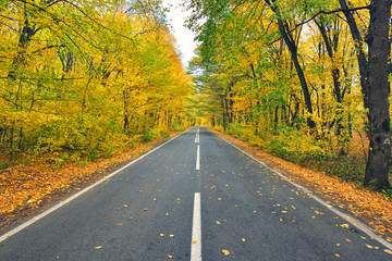 Narrow winding road in yellow autumn forest, with fallen leaves on the road