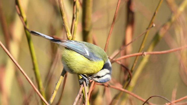 Bluetit, natural environment, wildlife, close up, detail, Cyanistes caeruleus